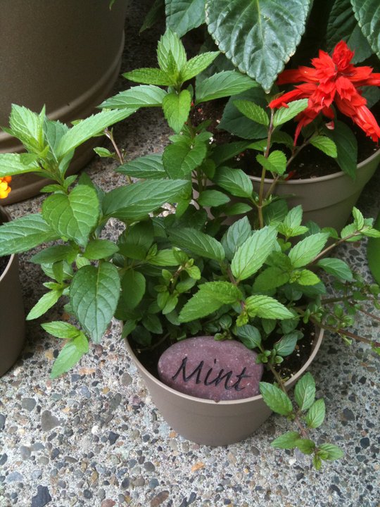 container plant garden stone